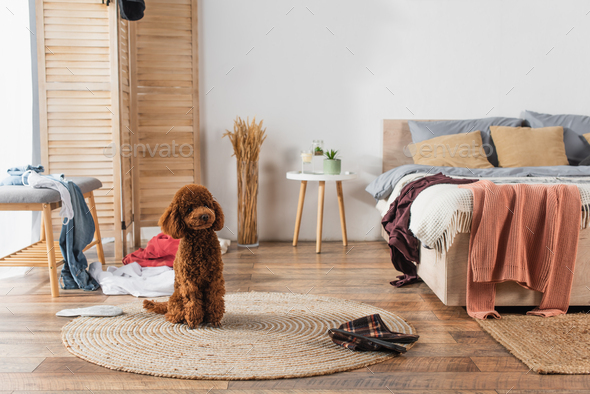 brown poodle sitting on round rattan carpet in messy bedroom