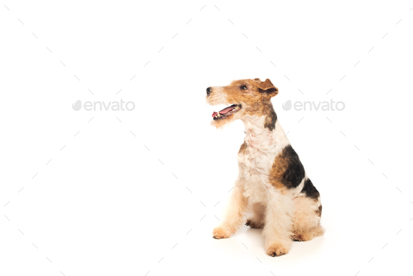 curly wirehaired fox terrier with open mouth sitting on white