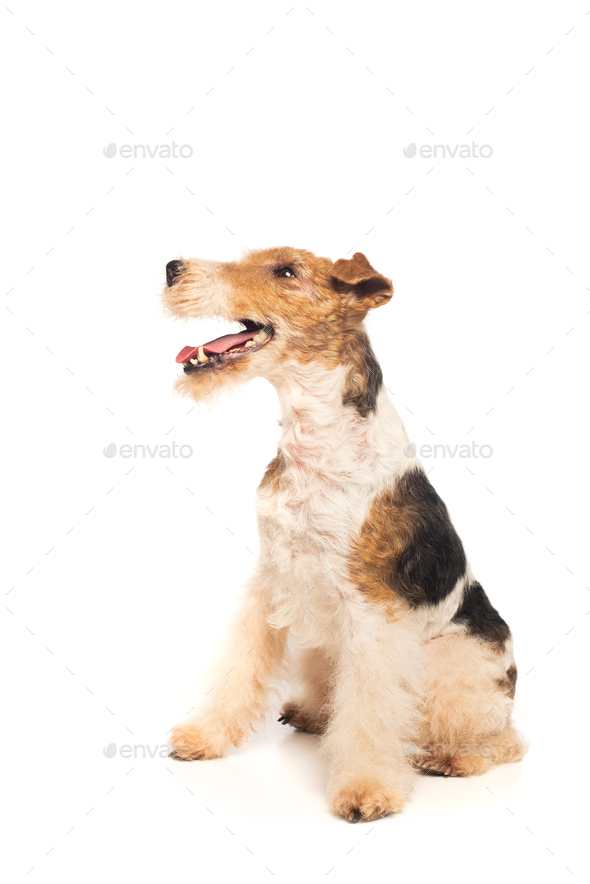 wirehaired fox terrier with open mouth sitting on white