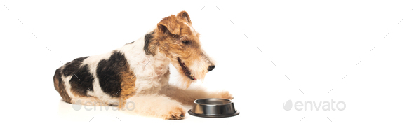 curly wirehaired fox terrier lying near bowl with pet food isolated on white, banner