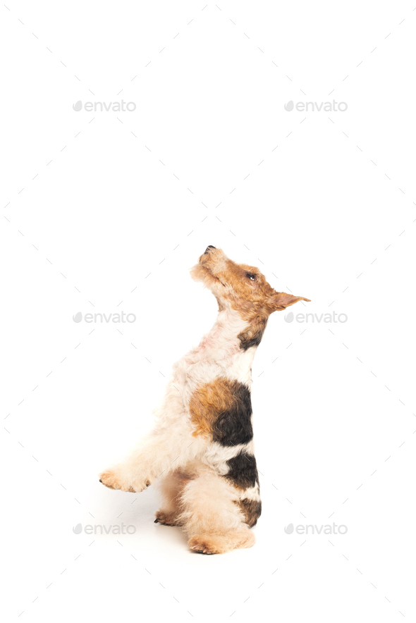 wirehaired fox terrier sitting and looking up on white