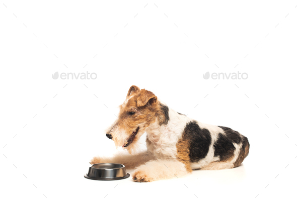 curly wirehaired fox terrier lying near bowl with pet food isolated on white