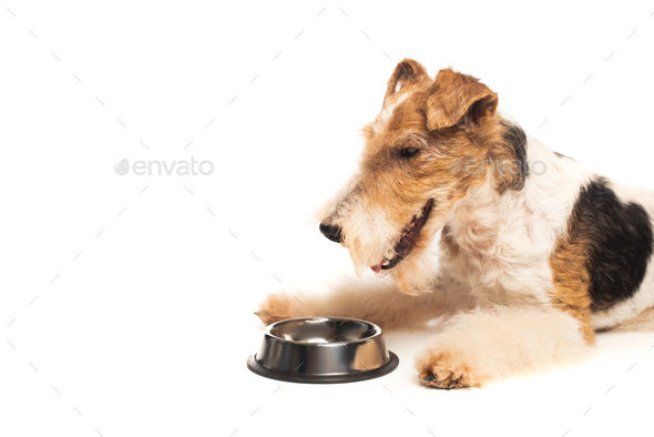 curly fox terrier lying near bowl with pet food isolated on white