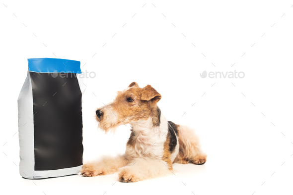 curly wirehaired fox terrier lying near pet food bag isolated on white