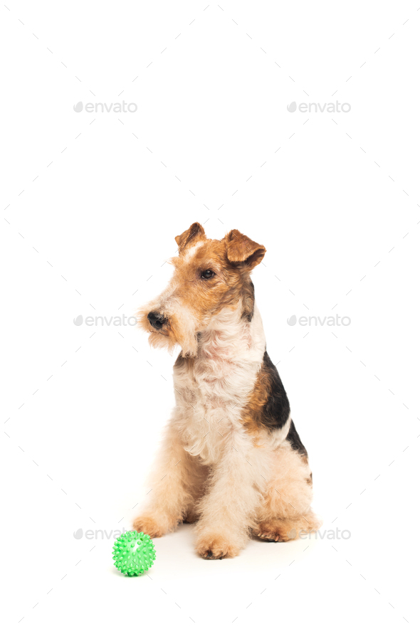 purebred fox terrier sitting near rubber ball isolated on white