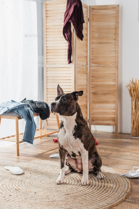 american staffordshire terrier sitting on rattan carpet around clothes on floor in messy apartment