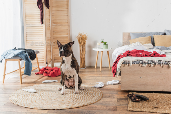 american staffordshire terrier sitting on rattan carpet around clothes on floor in messy bedroom