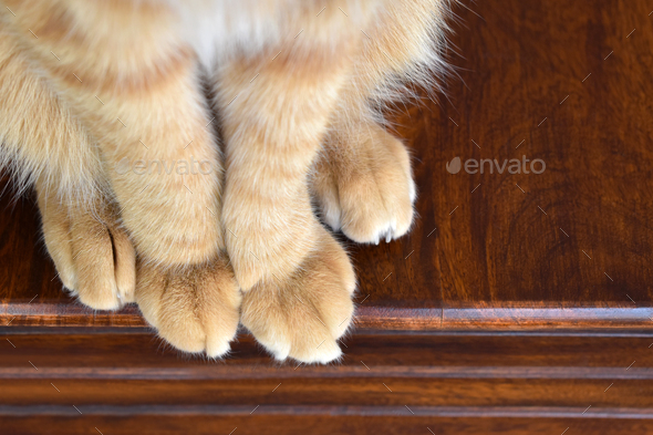 Ginger cat paws. Tabby cat sitting on wood table. Pet feet closeup.