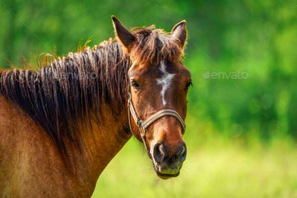 Horse Head popular with Greens