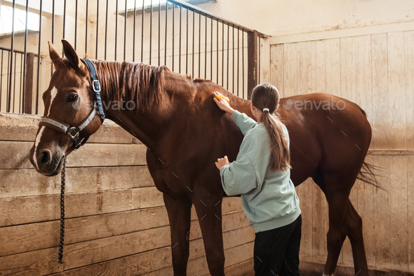 Girl grooming a chestnut horse. Teen girl takes care of a horse, cleans it with a brush