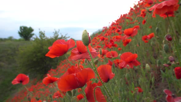 Scenic red poppies on the slope in spring alt