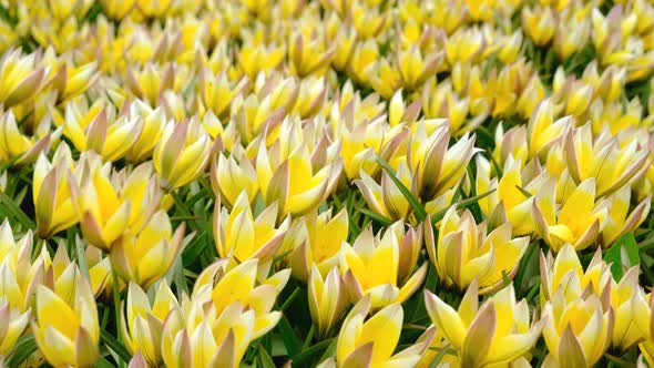 Close Up View on Field or Meadow of Yellow Botanical Tulips