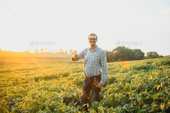 A farmer inspects a green soybean field. The concept of the harvest