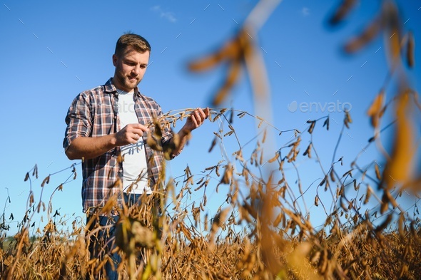 farmer agronomist in soybean field checking crops before harvest.