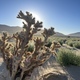 Sun Behind a Desert Joshua Tree! Natural Beauty! - PhotoDune Item for Sale