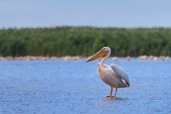 white pelican - Stock Photo - Images