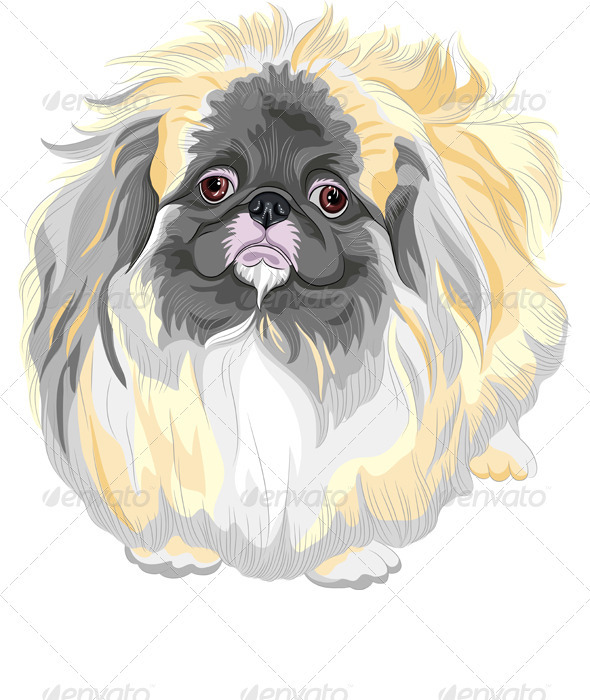vector Pedigreed Dog Sable Pekingese Breed - Animals Characters