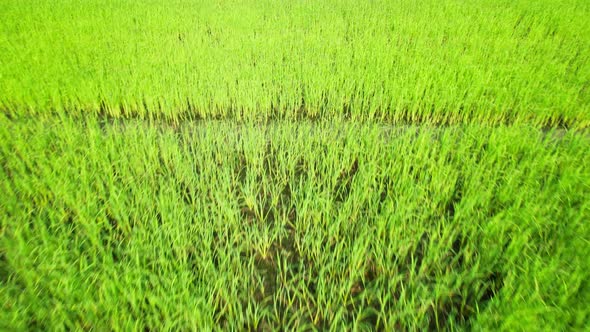 Aerial view of agriculture in rice fields for cultivation. Natural texture alt