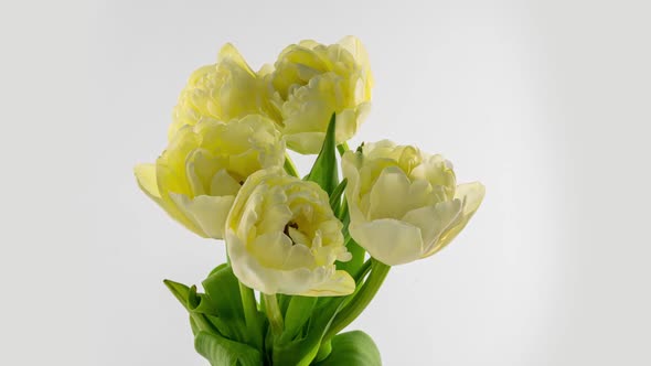 Opening of Beautiful Large White Yellow Tulips Flower on White Background alt
