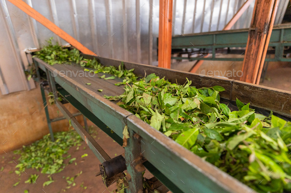 Tea leaves are transported on a conveyor belt towards the crushing machine. Tea production factory
