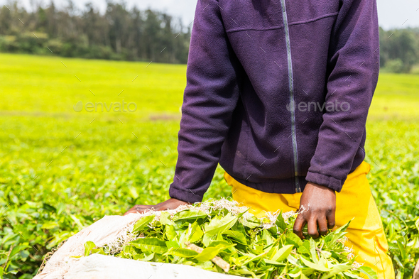 Close-up of a farmer\'s hands picking tea leaves in a field. Tea production in Africa