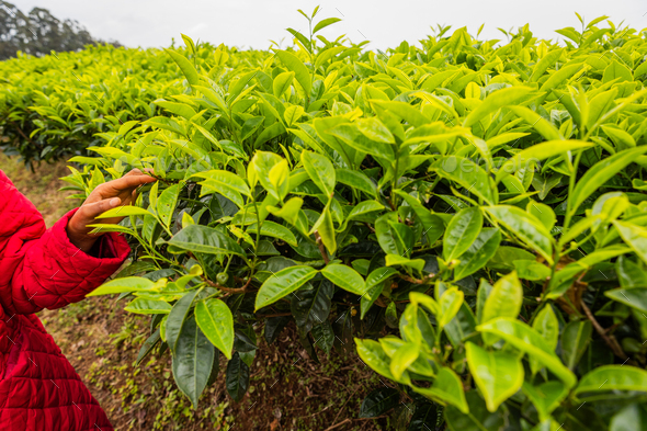 A peasant woman touches tea leaves in a cultivation. Tea production in Africa