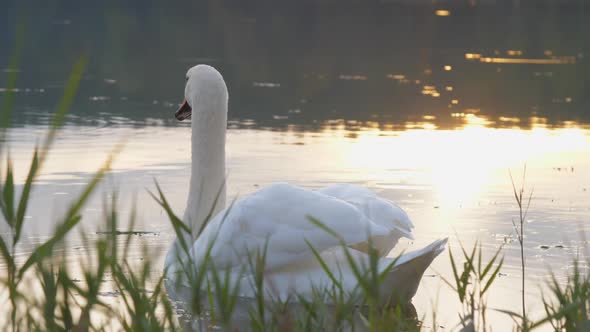 Wild Swan with White Feathers and Orange Beak on Wide Lake alt