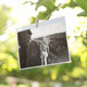 Photo Gallery in a Sunny Orchard - VideoHive Item for Sale