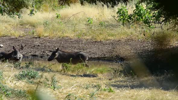 Warthog standing guard at watering hole when second warthog arrives alt
