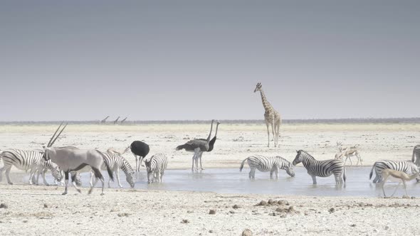 Waterhole With Ostrich Giraffe and Zebra