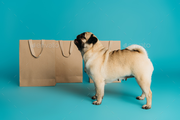 Pug shopping hot sale