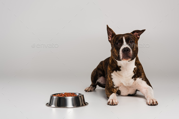 purebred staffordshire bull terrier lying near stainless bowl with