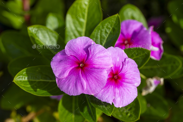 Scientific name store of flowers