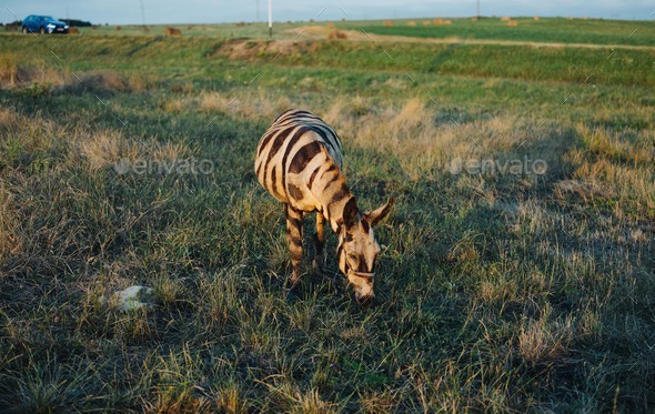 Zebra outdoors on the tarragon field mammals travel