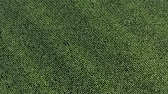 Slow descending on maize field crop 4K drone video