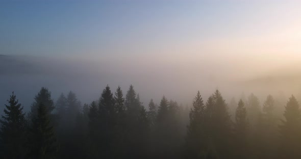 Thick Fog In The Forest High In The Mountains. Dawn In The Carpathians