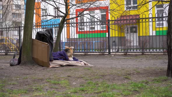Homeless Dog