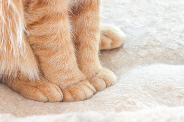 Ginger cat paws. Tabby cat sitting in cat bed. Pet feet closeup.