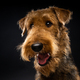 Portrait of an Airedale Terrier in close-up. - PhotoDune Item for Sale