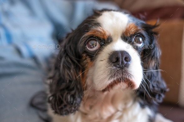 Portrait of old black and white cavalier king Charles dog looking at  camera. Best friend concept Stock Photo by lucigerma