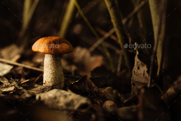 Edible mushroom Leccinum aurantiacum, Orange red capped scaber boletus in forest - Stock Photo - Images