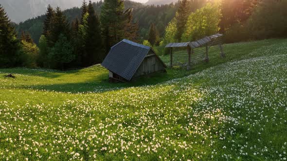 Daffodil flowers in the hills at sunset alt