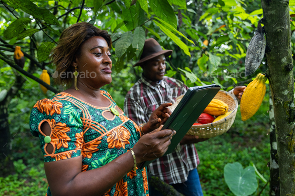 On a cocoa plantation, two farmers carry out quality control with a tablet before the harvest