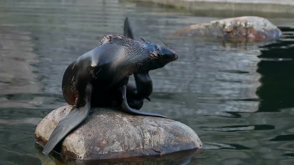 Northern Fur Seal Sitting on a Rock alt