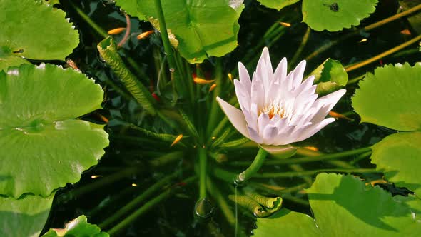 Lotus in a pond with fish