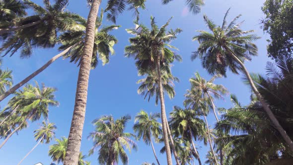 Walking Under Palm Trees in Jungle alt