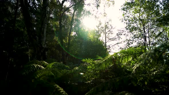 moving over a forest floor in summer at sunrise