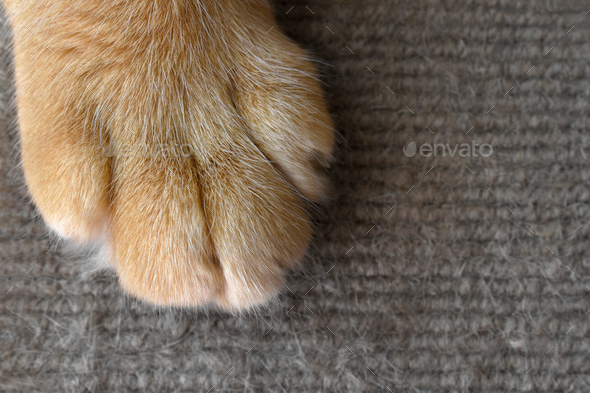 Ginger cat paw on the old rug. how to stop cats scratching the rug concept.