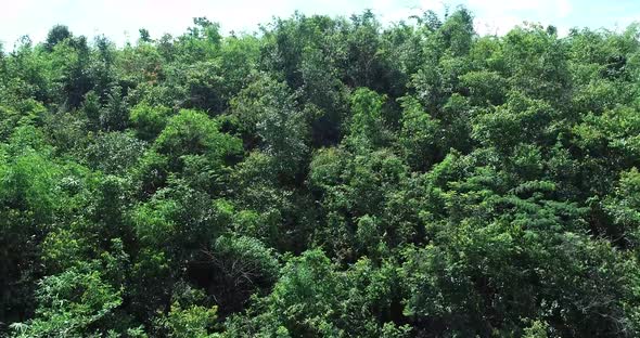 Mountain And Tree In Lam Dong Viet Nam 