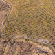 aerial view olive fields gardens in mountains sunset lights, agriculture background texture - PhotoDune Item for Sale